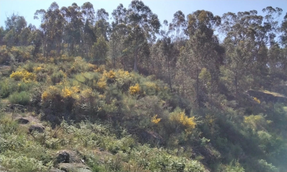 Terreno para Venda em Alpendorada, Várzea e Torrão Foto 15