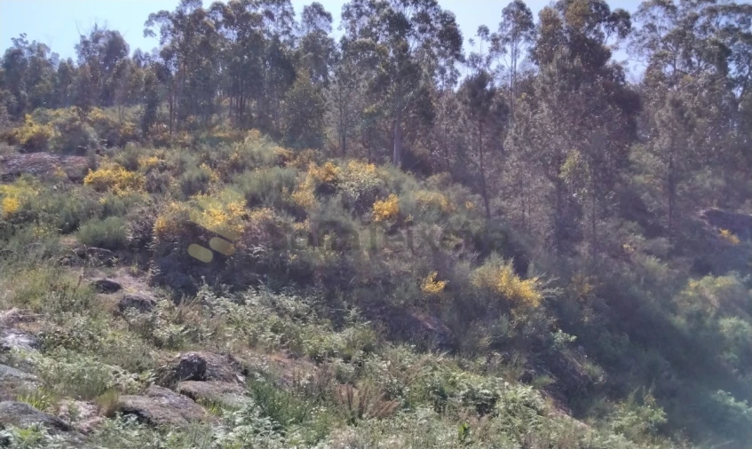 Terreno para Venda em Alpendorada, Várzea e Torrão Foto 9