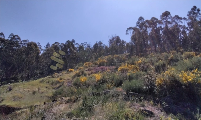 Terreno para Venda em Alpendorada, Várzea e Torrão Foto 16
