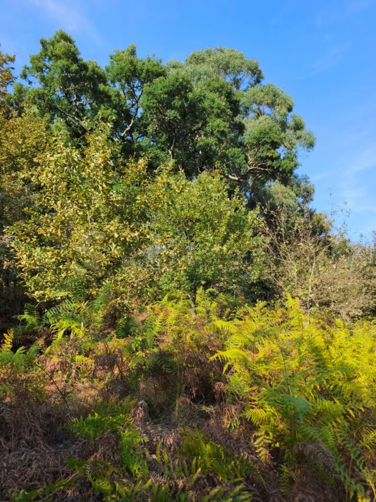 Terreno para Venda em Regadas Foto 12
