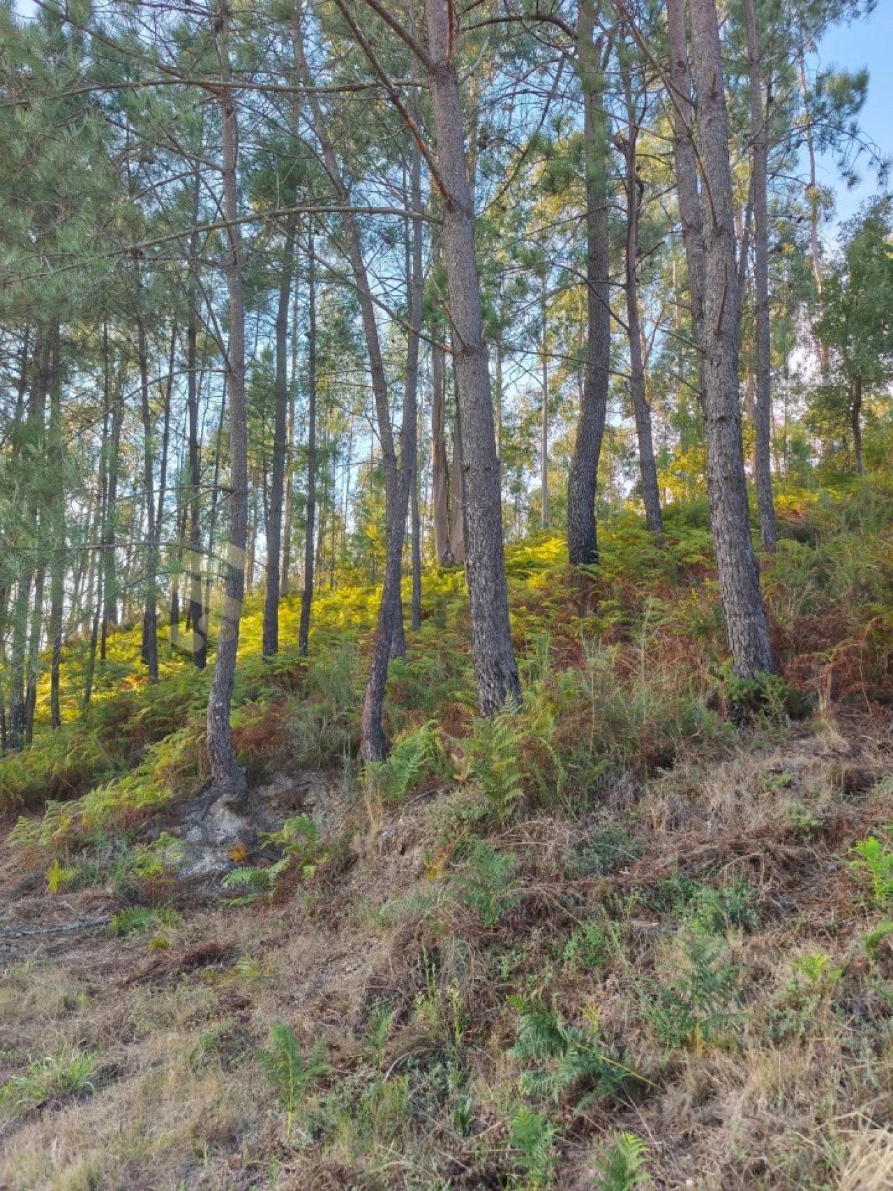 Terreno para Venda em Regadas Foto 14