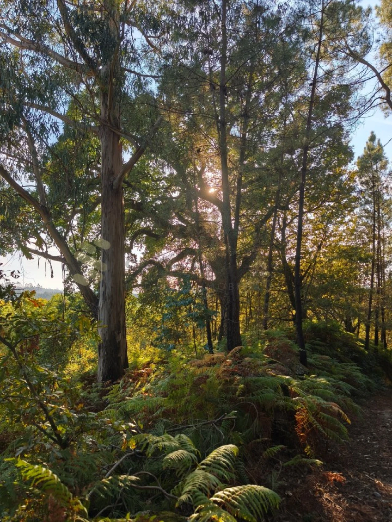 Terreno para Venda em Regadas Foto 15