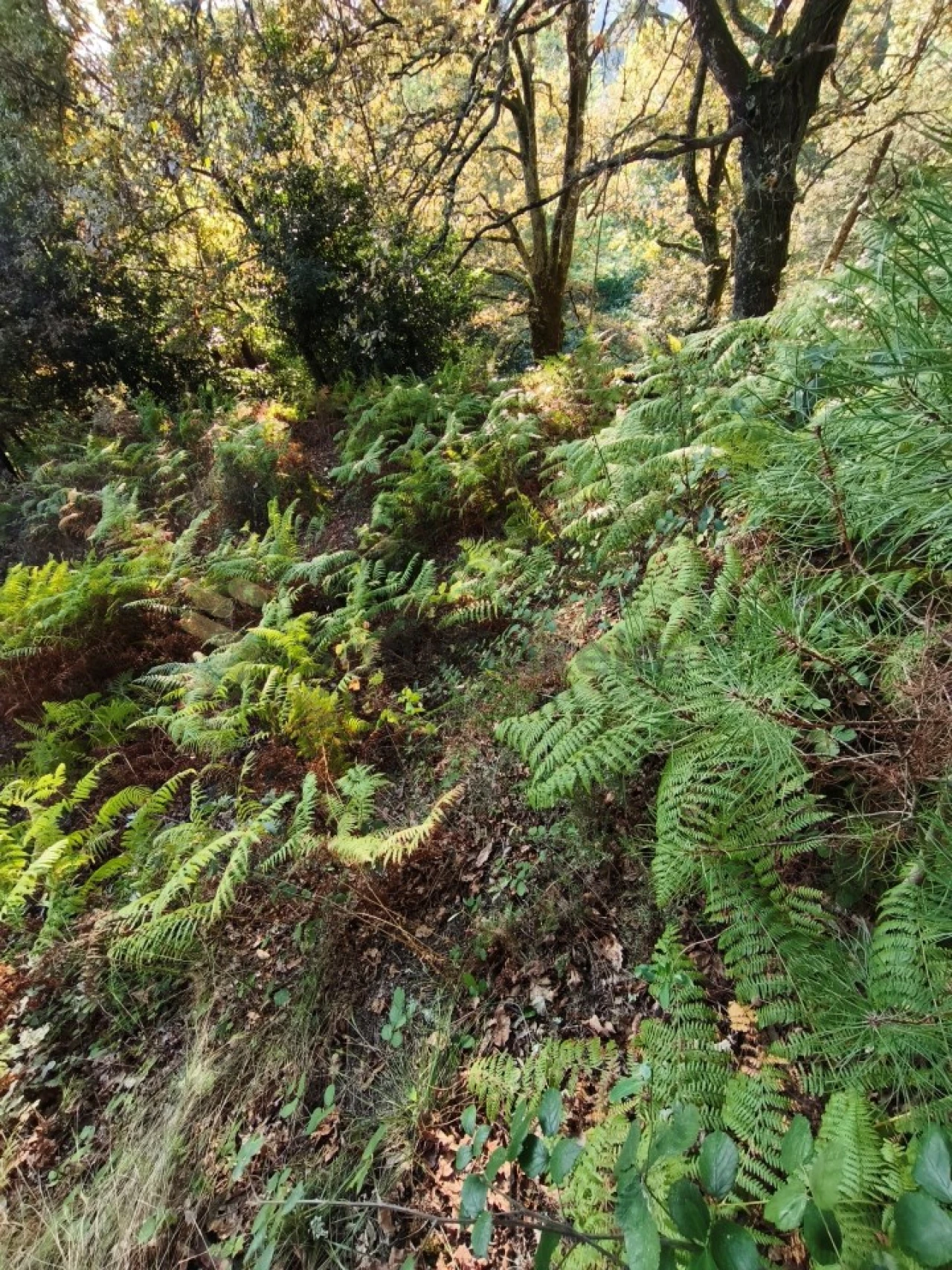 Terreno para Venda em Regadas Foto 18