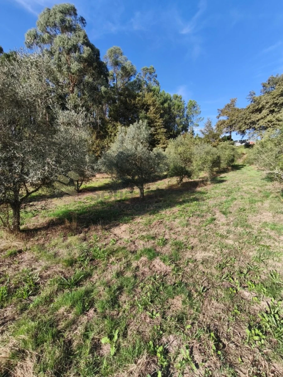 Terreno para Venda em Regadas Foto 2