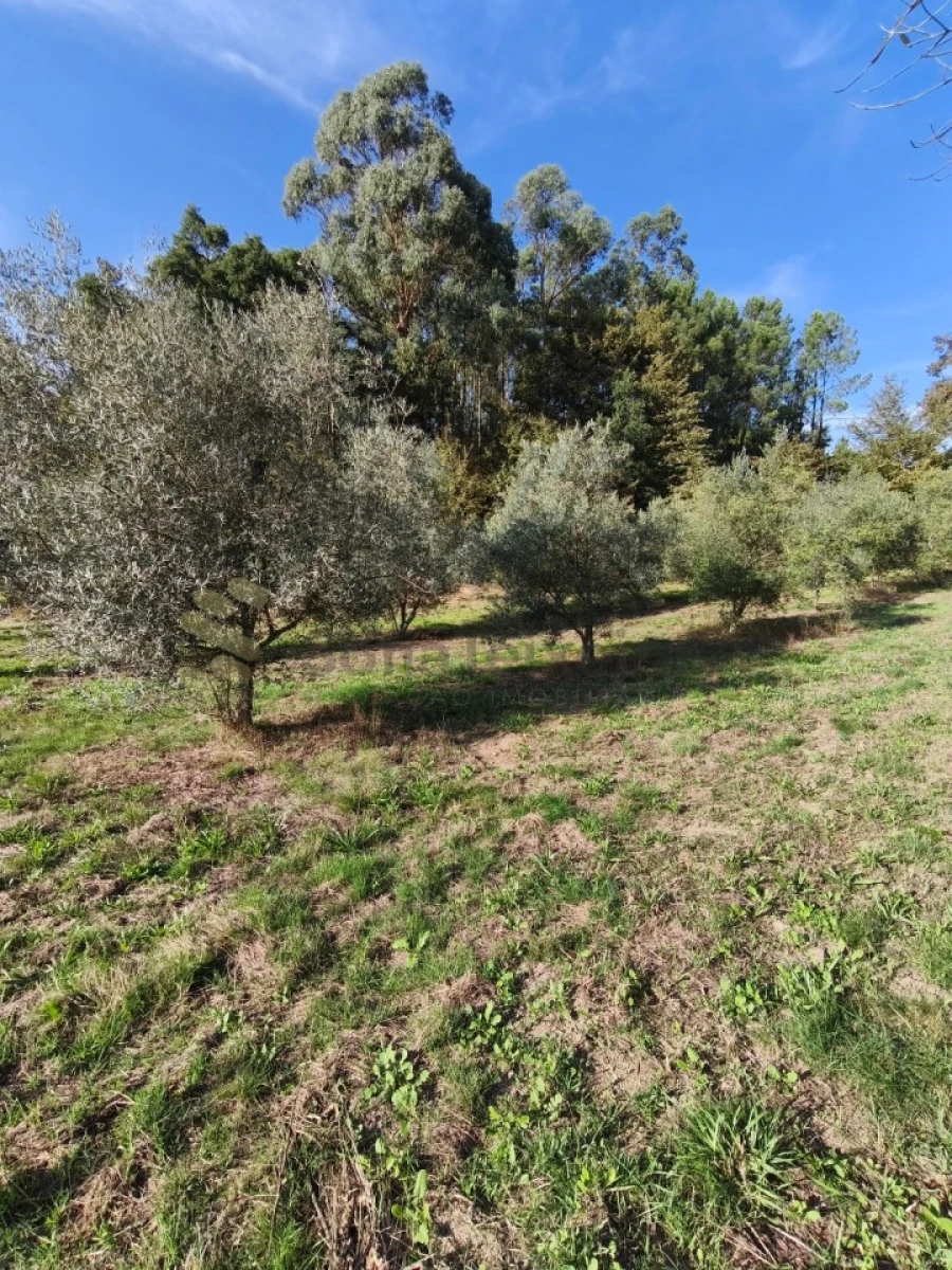 Terreno para Venda em Regadas Foto 1