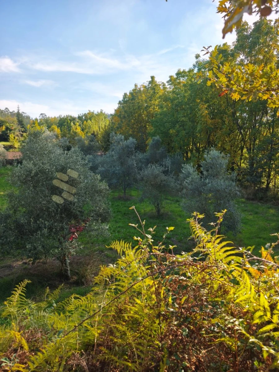 Terreno para Venda em Regadas Foto 8