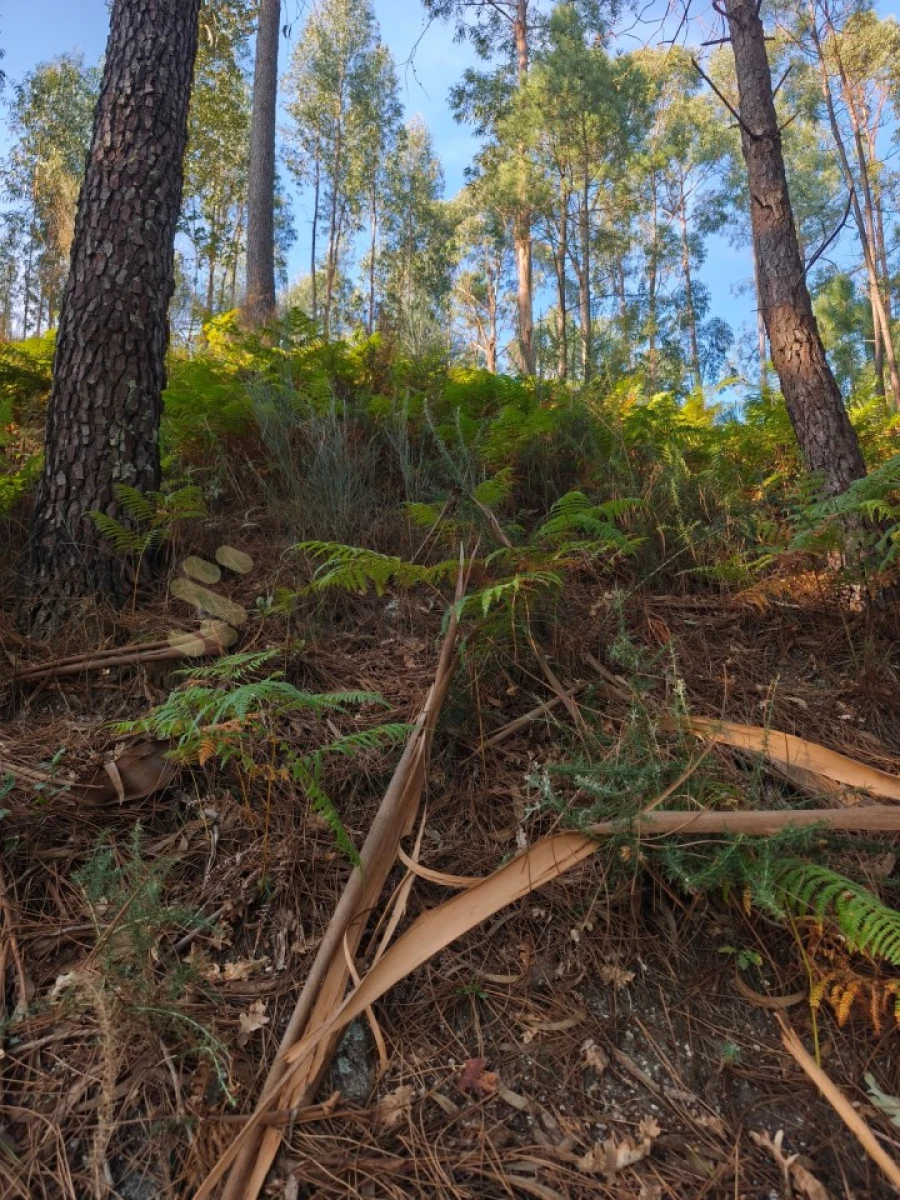 Terreno para Venda em Regadas Foto 16