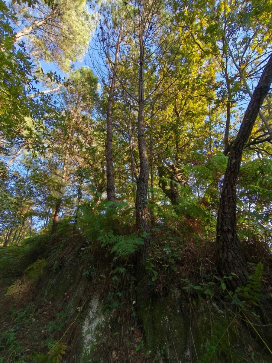 Terreno para Venda em Regadas Foto 20