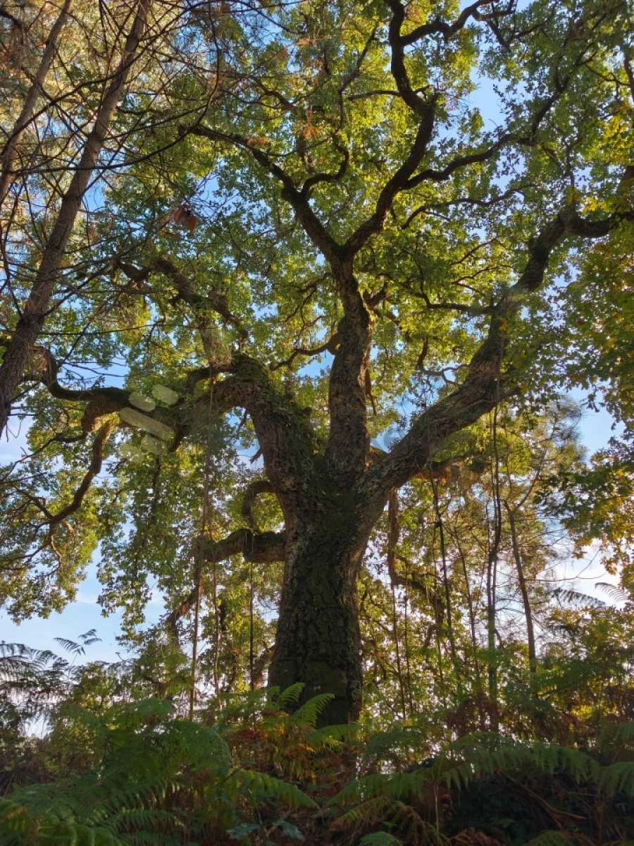 Terreno para Venda em Regadas Foto 21
