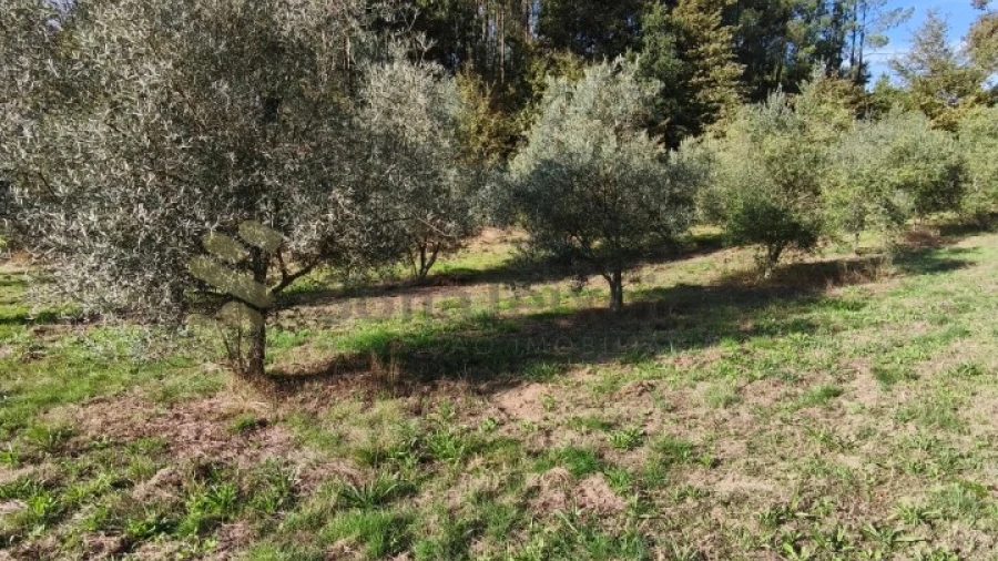 Terreno para Venda em Regadas