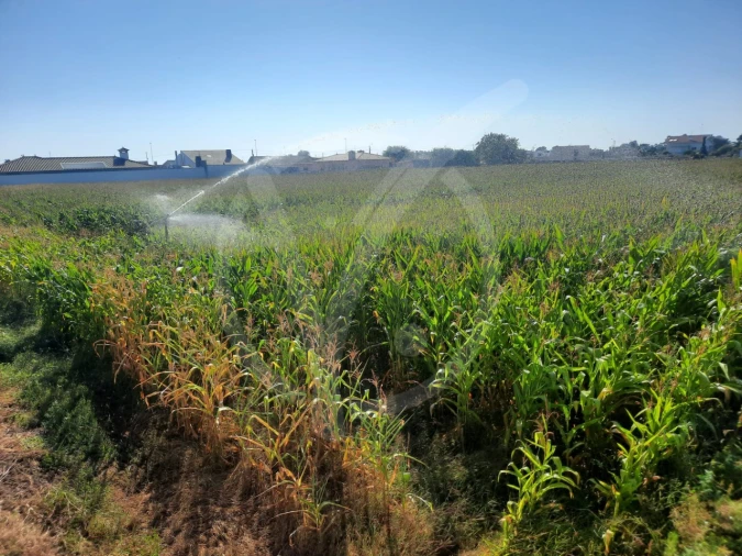 Terreno para Venda em Estela Foto 4