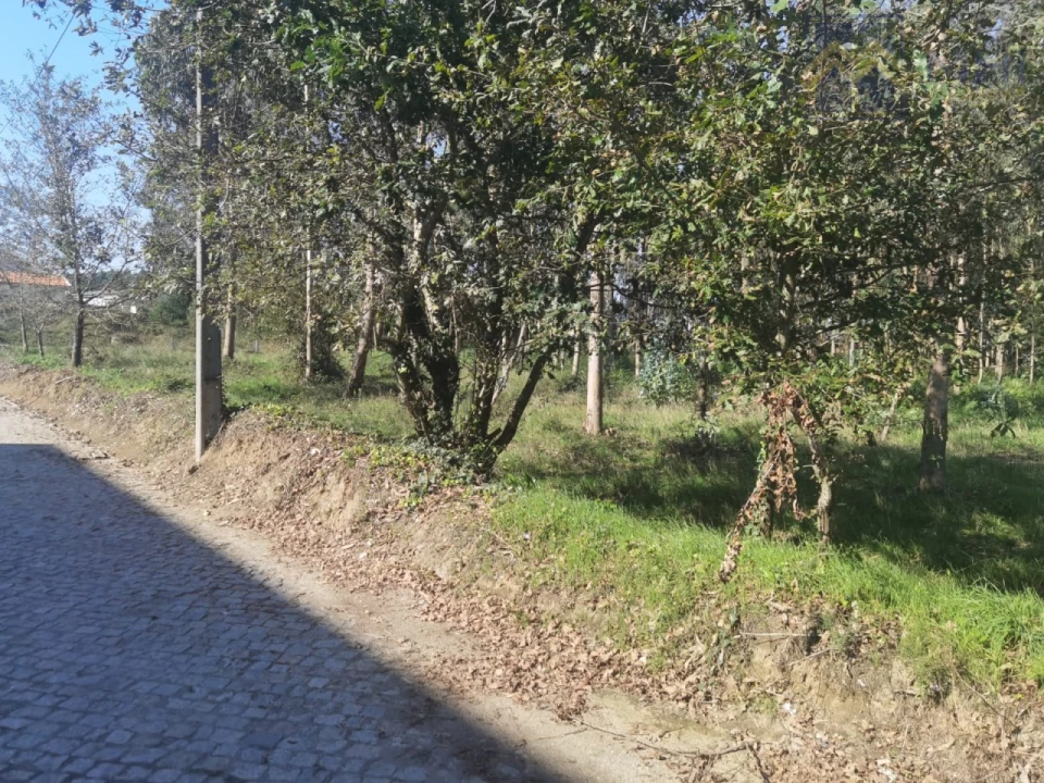 Terreno para Venda em Arvore Foto 3