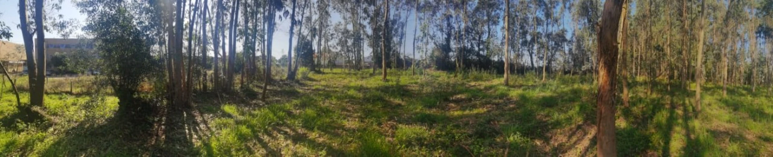 Terreno para Venda em Arvore Foto 9