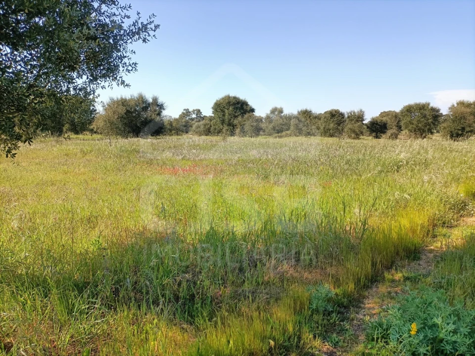 Terreno para Venda em Barrosa Foto 8
