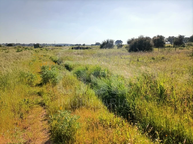 Terreno para Venda em Barrosa Foto 11