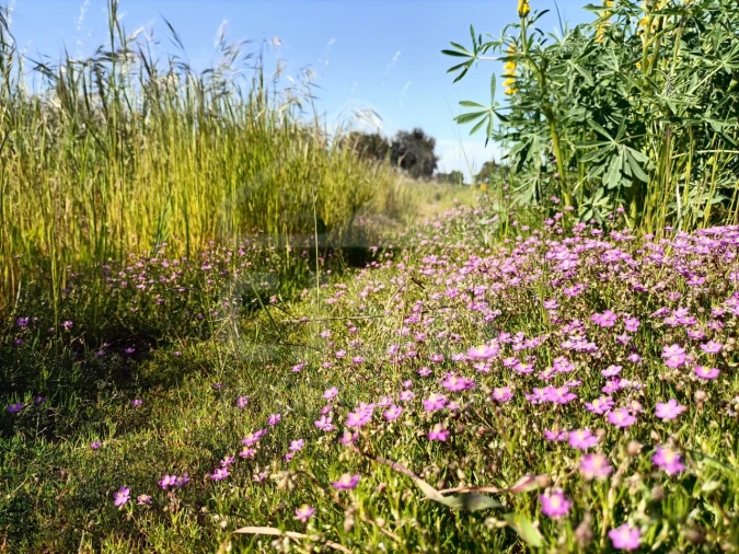 Terreno para Venda em Barrosa Foto 7