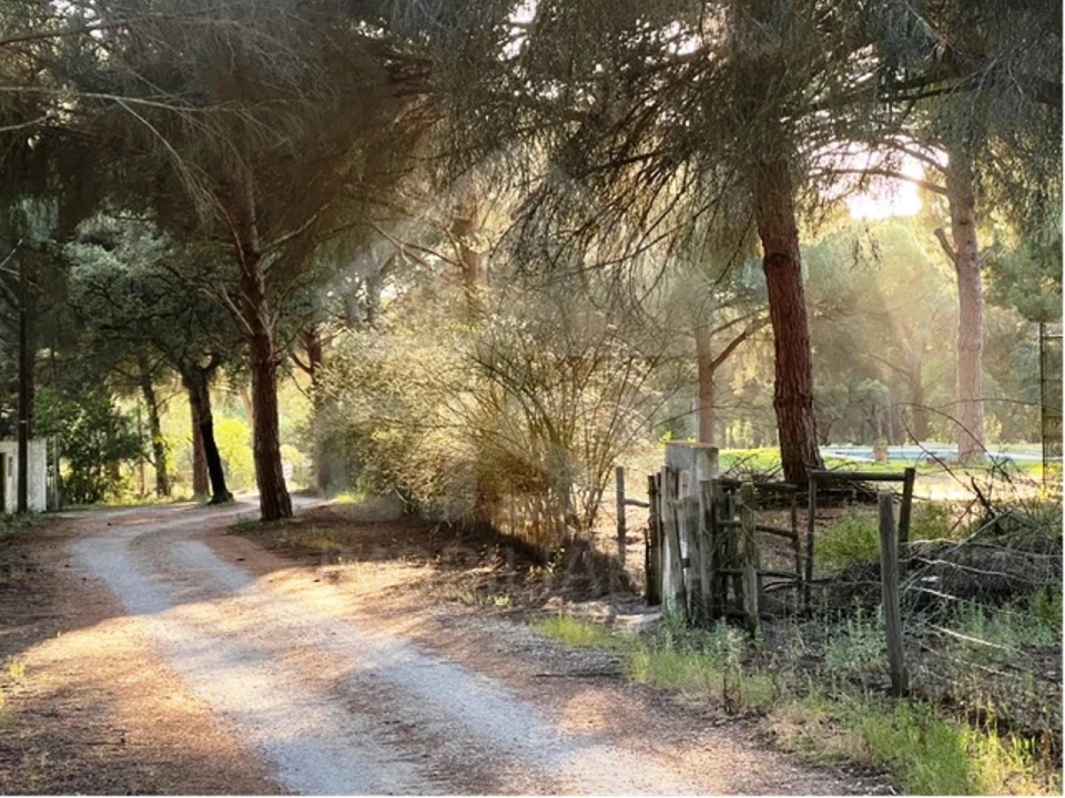 Terreno para Venda em Santo Estêvão Foto 3