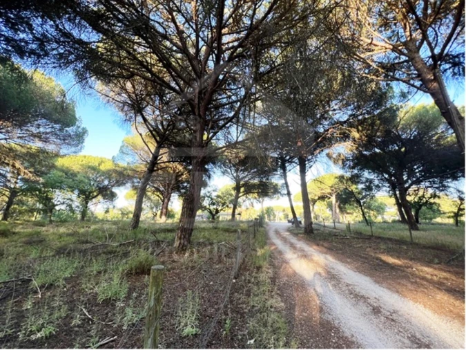 Terreno para Venda em Santo Estêvão Foto 5