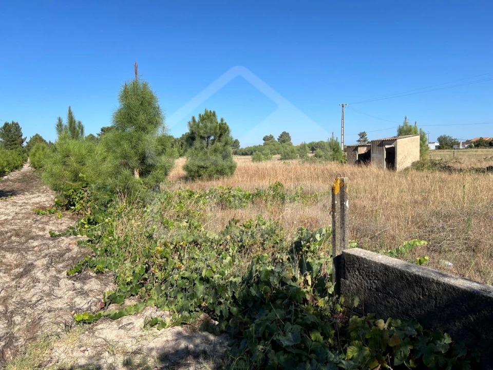 Terreno para Venda em Marinhais Foto 5