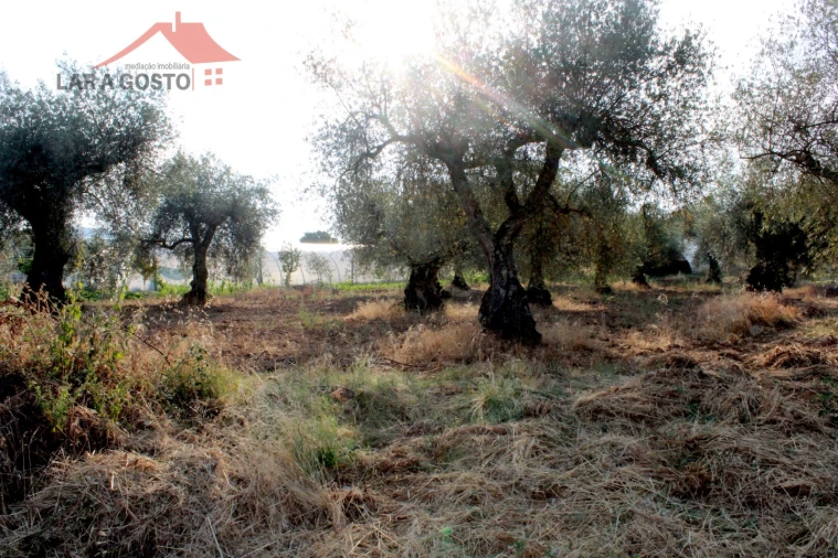 Terreno para Venda em Macedo de Cavaleiros Foto 3