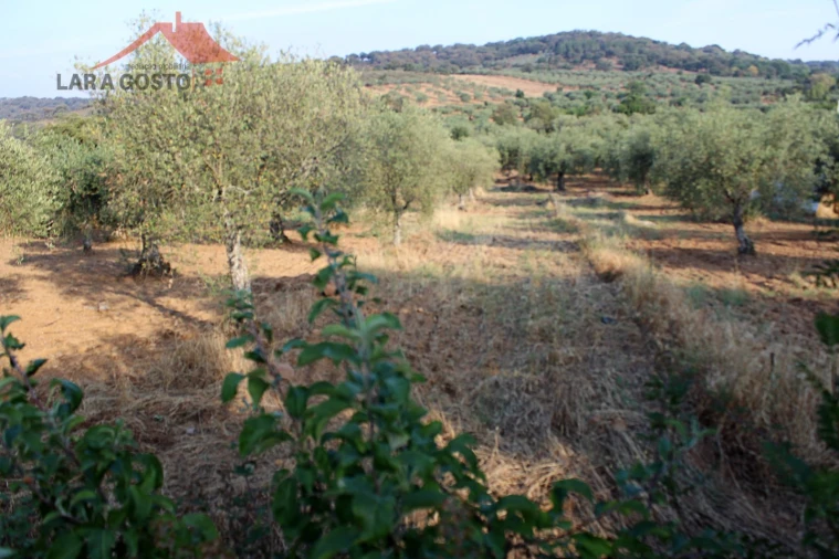 Terreno para Venda em Macedo de Cavaleiros Foto 4