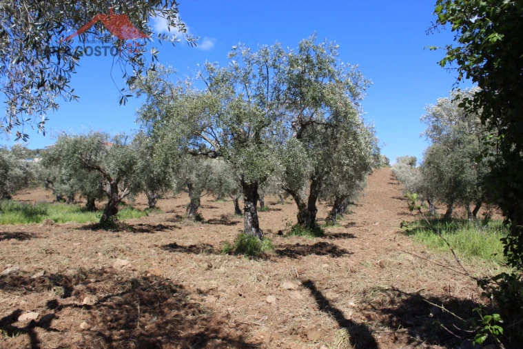 Terreno para Venda em Macedo de Cavaleiros Foto 1
