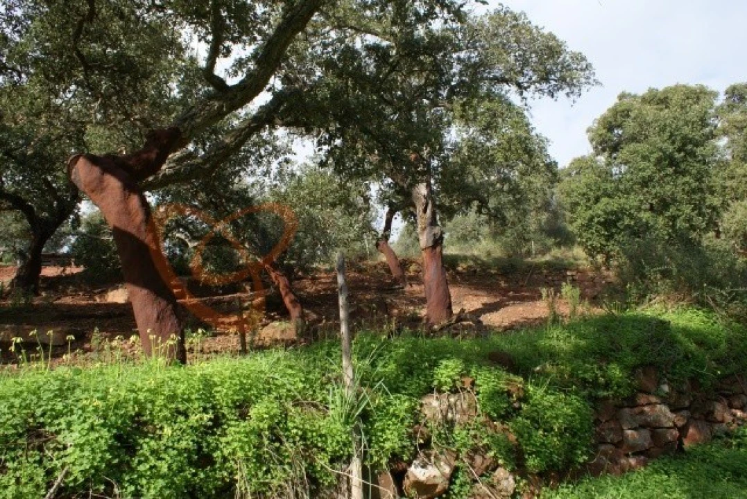 Terreno para Venda em São Bartolomeu de Messines Foto 4
