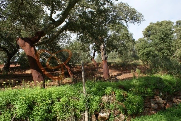 Terreno para Venda em São Bartolomeu de Messines Foto 4