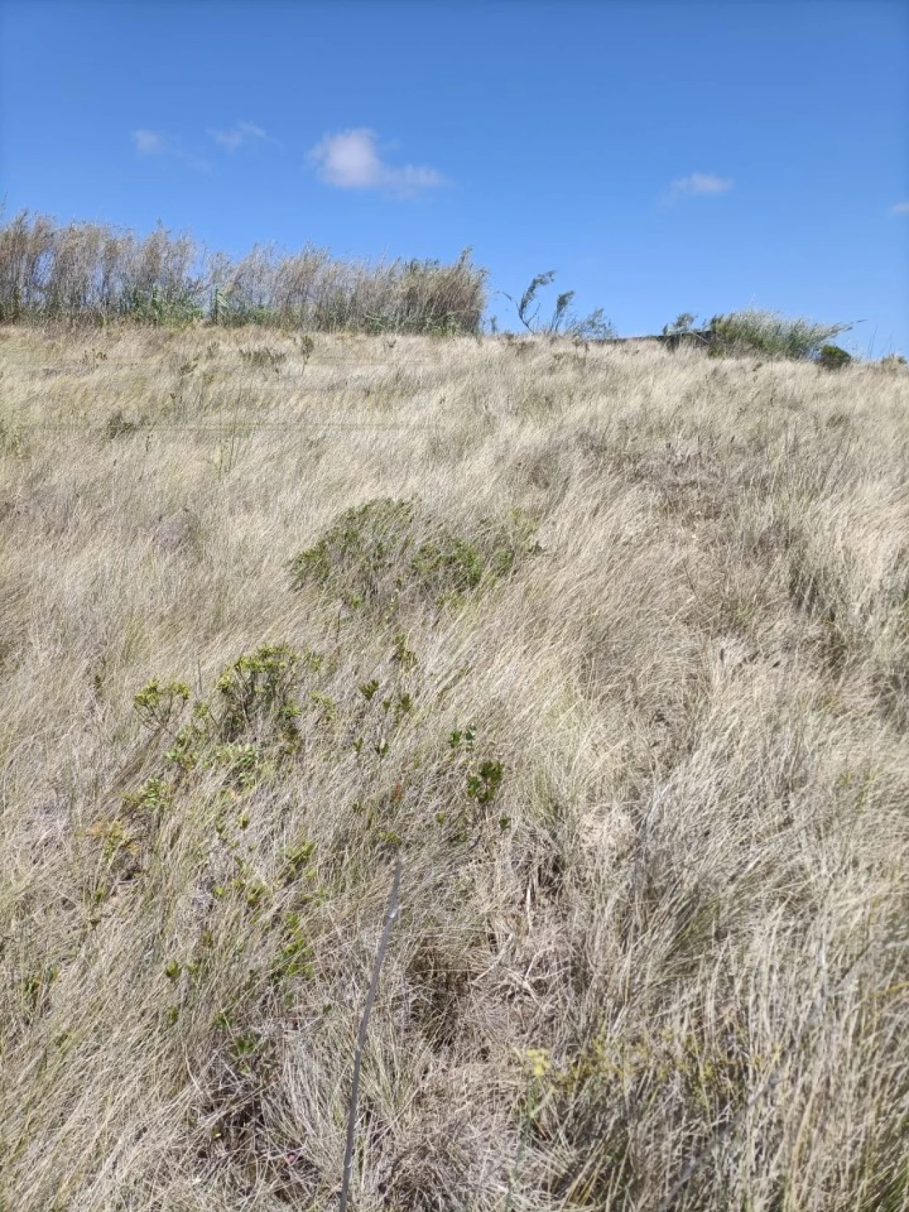 Terreno para Venda em Encarnação Foto 7