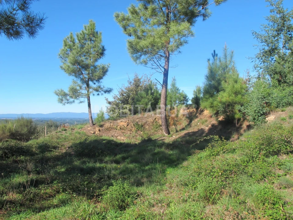 Terreno para Venda em Covas e Vila Nova de Oliveirinha Foto 5