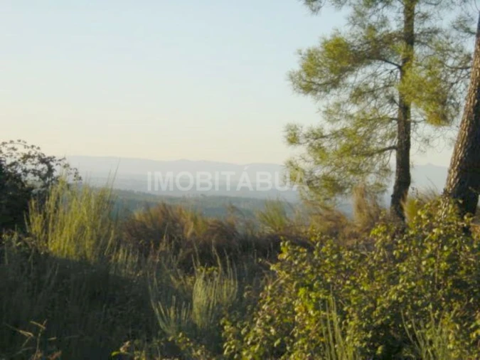 Terreno para Venda em Covas e Vila Nova de Oliveirinha Foto 1