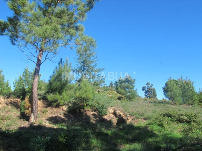 Terreno para Venda em Covas e Vila Nova de Oliveirinha Foto 3