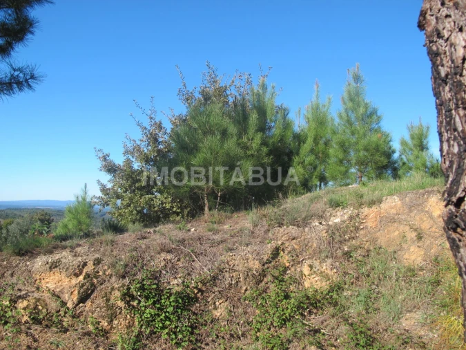 Terreno para Venda em Covas e Vila Nova de Oliveirinha Foto 6