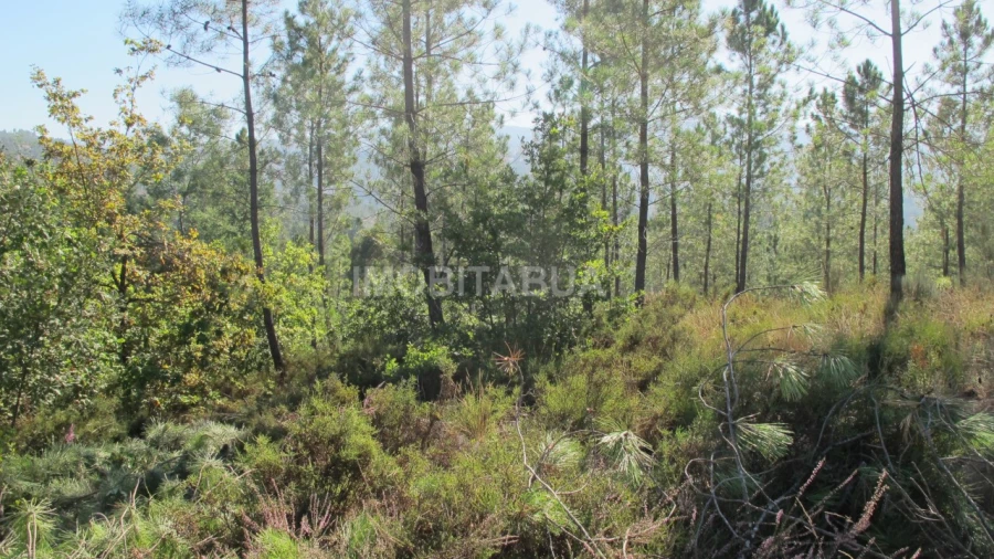 Terreno para Venda em Vila Cova de Alva e Anseriz Foto 7