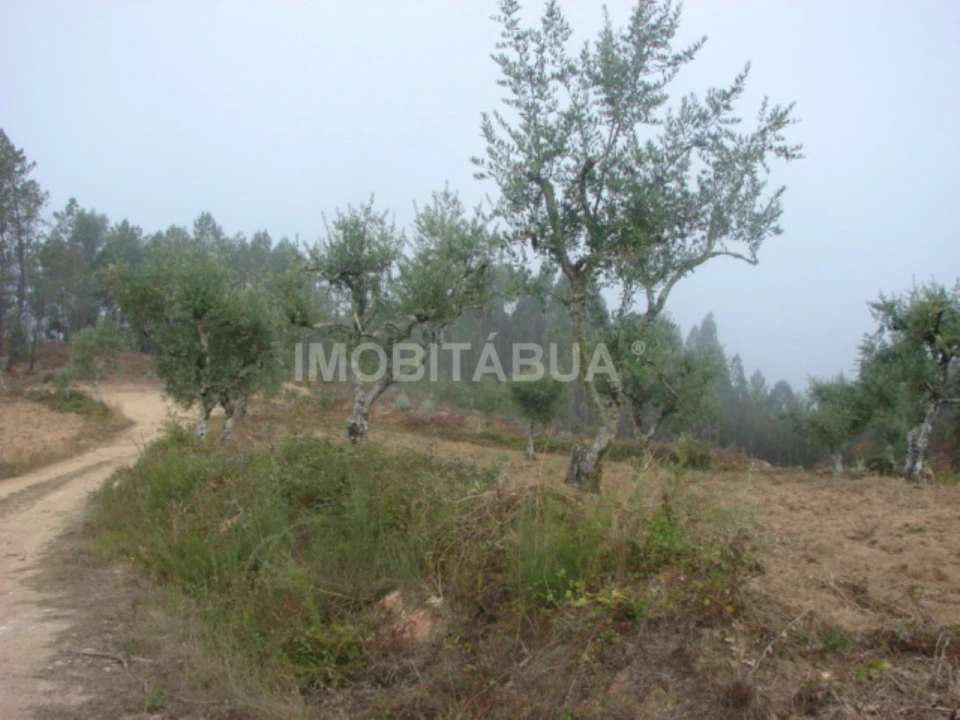 Terreno para Venda em Ázere e Covelo Foto 2