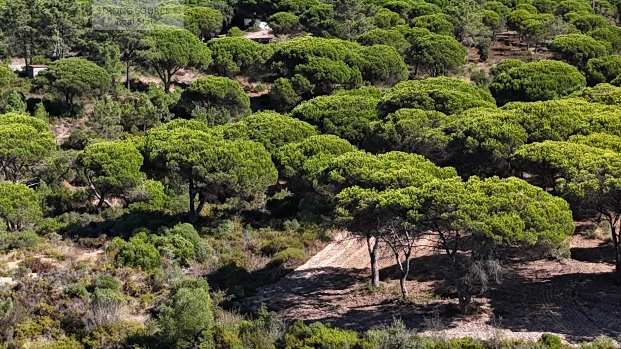 Terreno para Venda em Sesimbra (Castelo) Foto 31