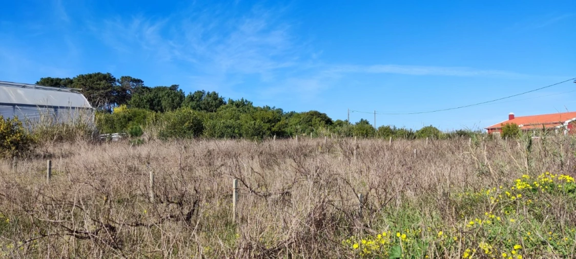 Terreno para Venda em Silveira Foto 5