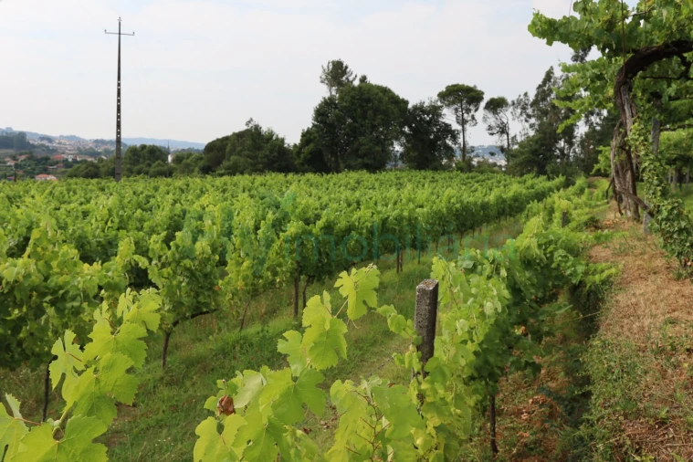 Terreno para Venda em Refontoura Foto 1