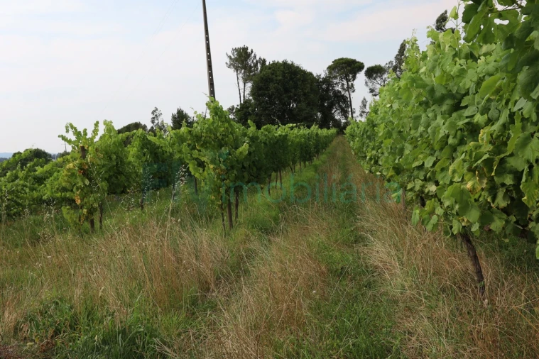 Terreno para Venda em Refontoura Foto 14