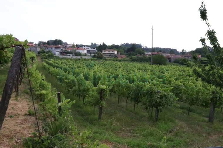 Terreno para Venda em Refontoura Foto 22