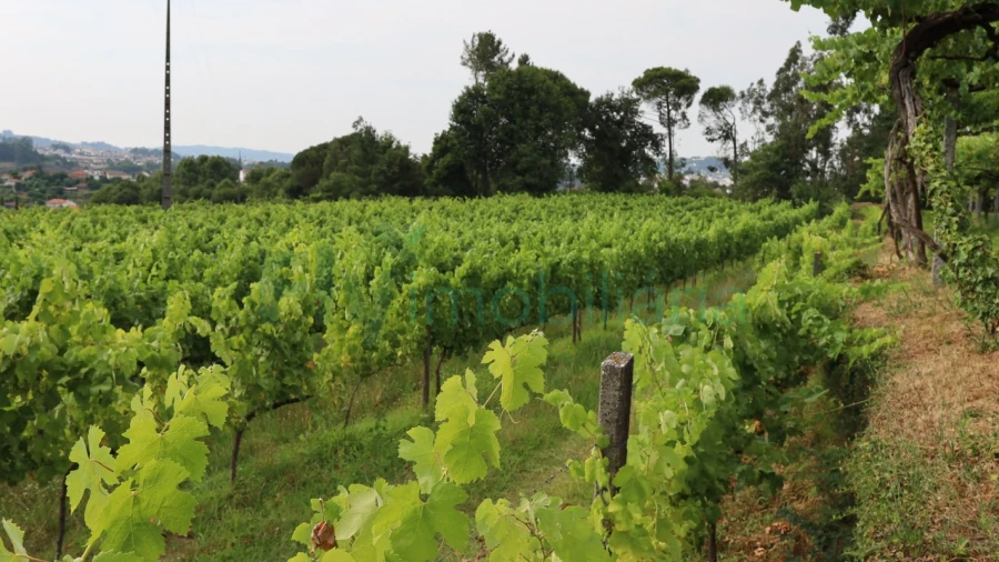 Terreno para Venda em Refontoura