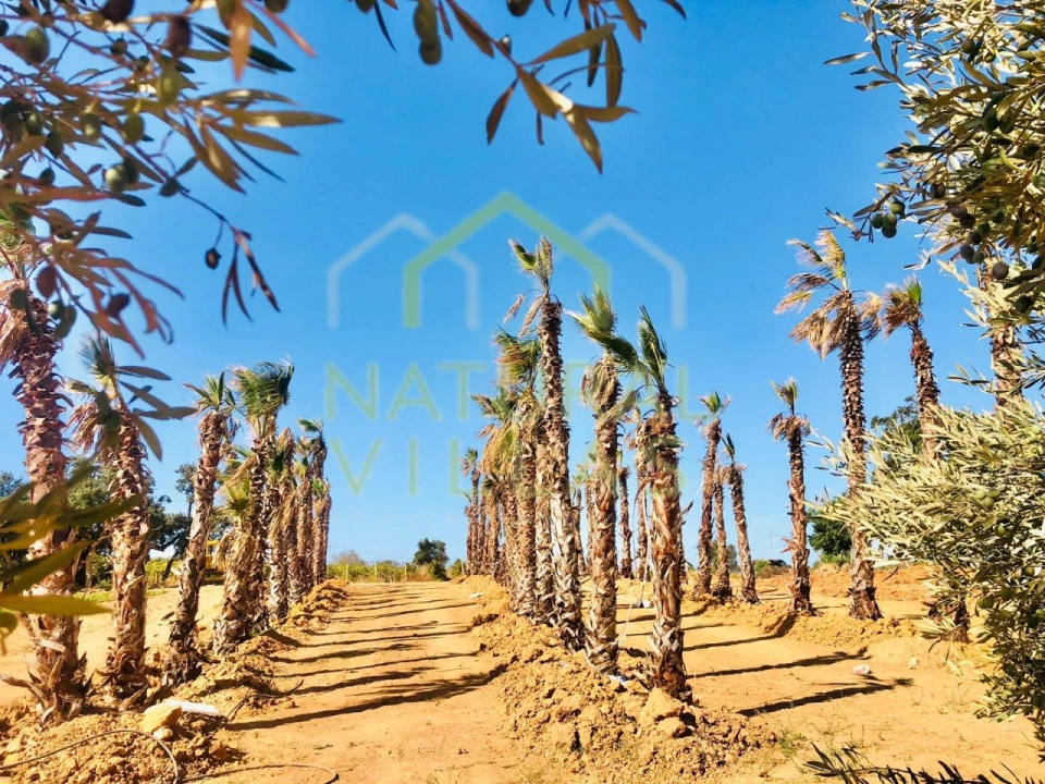 Terreno para Venda em Albufeira e Olhos de Água Foto 18