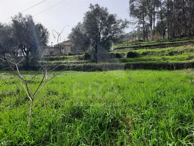 Terreno para Venda em Palmeira de Faro e Curvos Foto 4