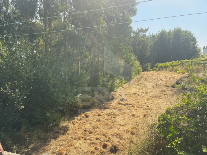 Terreno para Venda em Forjães Foto 3