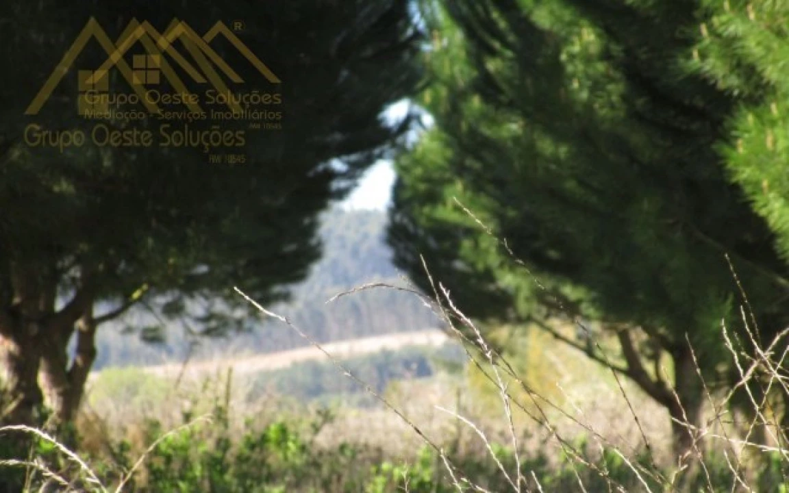 Terreno para Venda em Bombarral e Vale Covo Foto 13