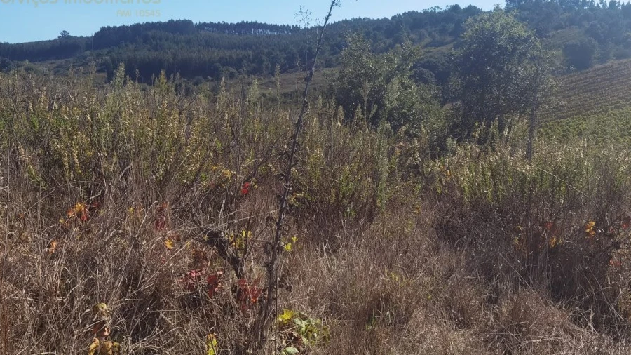 Terreno para Venda em Bombarral e Vale Covo