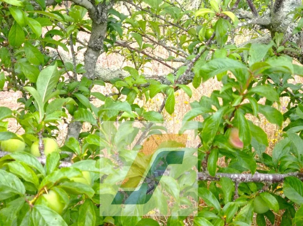 Terreno para Venda em Moita dos Ferreiros Foto 5