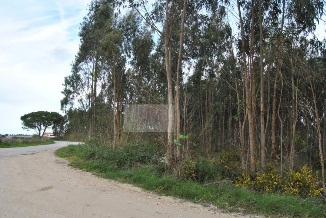 Terreno para Venda em Tornada e Salir do Porto Foto 4