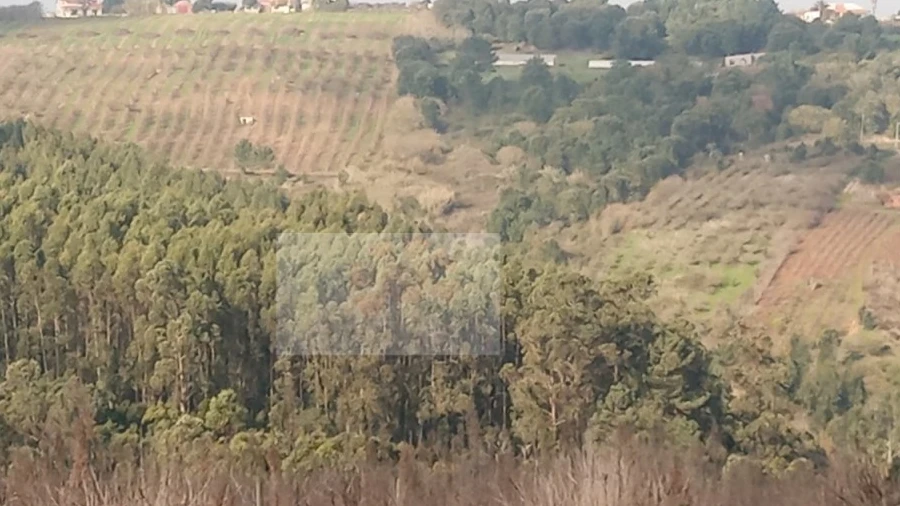 Terreno para Venda em Carvalhal