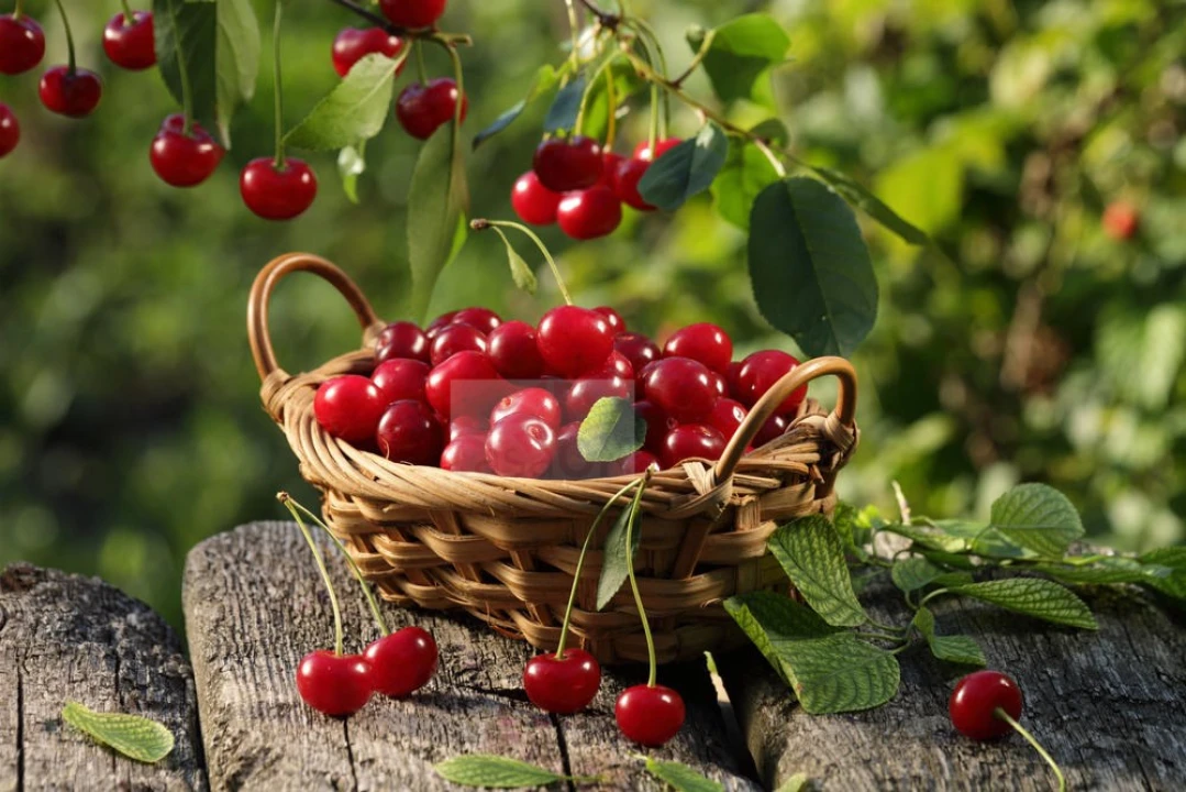 Terreno para Venda em Souto da Casa Foto 3